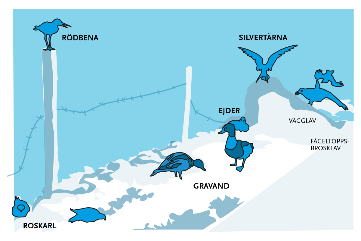 Namn på arterna i montern