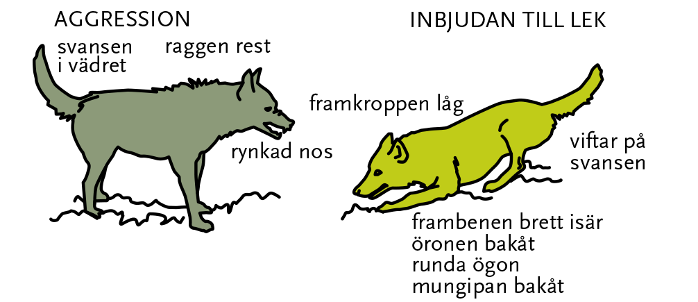 Bilden visar en varg som inbjuder en annan varg till lek.