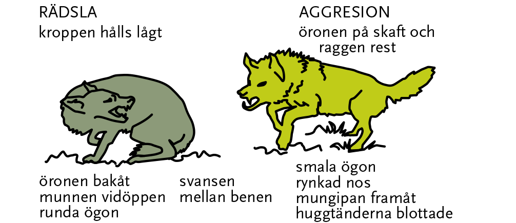Bilden visar hur vargar ser ut som är aggresiva respektive rädda